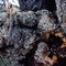 ironwood burl