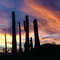Sonoran Desert