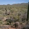 Saguaro West-Nationalpark