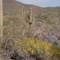 Saguaro West-Nationalpark in spring