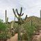 Randonnée dans le Saguaro National Park