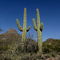 Saguaro National Park West Tucson, AZ 3-2007