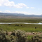 des vaches en plein désert