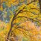 Mill Creek Canyon tree in fall