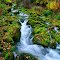 Logan Canyon Autumn Stream