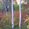 Aspens and Deep Fall Colors in Logan's Dry Canyon
