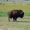Buffalo - (TK)