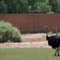 Ostrich Farm