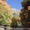 Fall Colors in Settlement Canyon