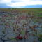 On the Cook Inlet Mudflats near Anchorage - wish I knew what the plants were