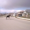 Young moose in Anchorage. They thrive in town because of no hunting within the city limits.