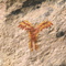 Defaced Petroglyphs