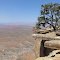 Tree on the edge