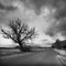 Tree near American Fork Boat Harbor