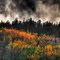 Smoke and Fall Color
