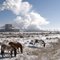 Wild Horses at the Deseret Power Generation Plant