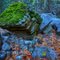 mossy rock and autumn leaves