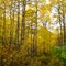 colors along the trail
