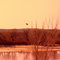 Diversity at Sunset