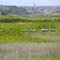 Sandhill cranes, Ouray NWR