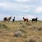 Wild Horses