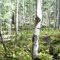 trail through the forest