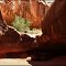 cowboy canyon, utah