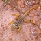 Lizard on the Syncline trail