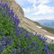 Timpanogos Basin