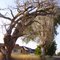 creepy tree, kanarraville, utah