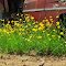 Wildflowers