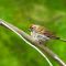 chipping sparrow near PRovo River
