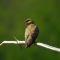 Northern Rough Winged Swallow