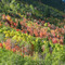 Aspen Candyland