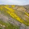 Wildflowers (Jeff Hart, calinature.com)