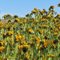 Amsinckia (Fiddlenecks) Carrizo Plain