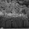 Infrared Cactus