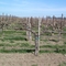 Vines