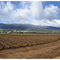 California Landscape in Spring