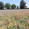 Wild Flowers in Red Bluff, CA