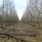 Walnut grove in Red Bluff, CA