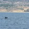 Whale at Long Beach