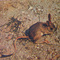 Тушканчик :) 1989 Earthen hare