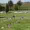 Santa Paula Cemetery April 2008