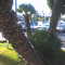 Palm