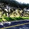 Oak Trees on Road Behind Santa Paula: Feb. 5, 2011