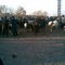 Cattle bazaar in ortasaray