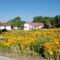 Cedaredge Summer Garden
