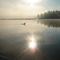 Misty Morning Loon on Patton Pond