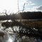 Toddy Pond
